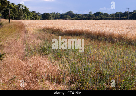 Gerste (Hordeum Vulgare). Wiedererstarken Wachstum auf einer Fläche von Ernte bereits gestreift und vom Kaninchen (Oryctolagus Cuniculus) abgebaut. Stockfoto