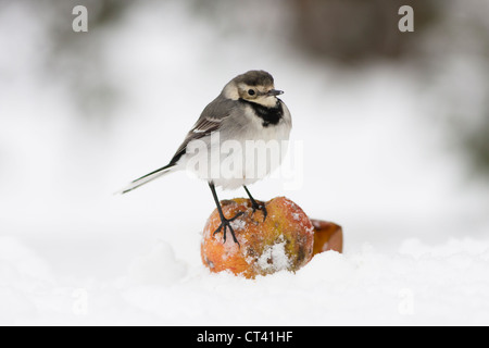Pied Bachstelze stehend auf Apfel im Schnee Stockfoto