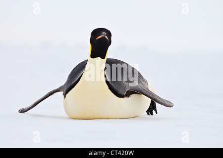 Kaiser-Pinguin auf dem Bauch Rutschen Stockfoto