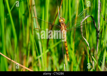 Eine gekielte Abstreicheisen Libelle auf Schilf UK Stockfoto