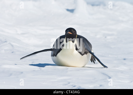 Kaiser-Pinguin auf dem Bauch Rutschen Stockfoto