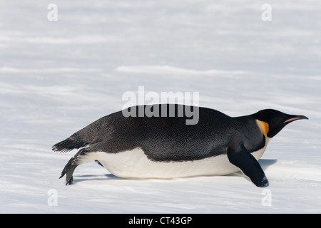 Kaiser-Pinguin auf dem Bauch Rutschen Stockfoto