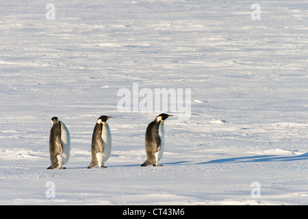 Drei Pinguine auf dem Meereis stehend Stockfoto