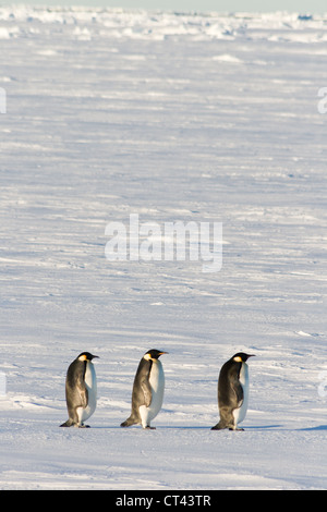 Drei Pinguine auf dem Meereis stehend Stockfoto