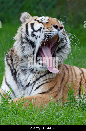 Sibirische Amur-tiger Stockfoto