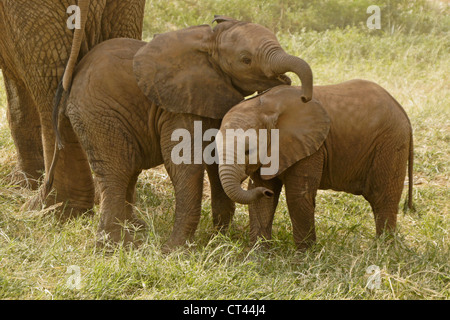 Elefant Waden spielen, Samburu, Kenia Stockfoto