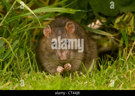 Braune Ratte, Rattus Norvegicus, Cornwall, UK Stockfoto