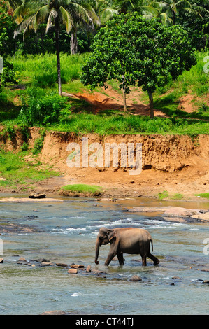 Elefanten in Pinnawela Elephant Orphanage in Sri Lanka Stockfoto