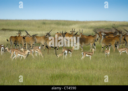 Herde von gemeinsame Eland und Grant Gazellen, Masai Mara, Kenia Stockfoto