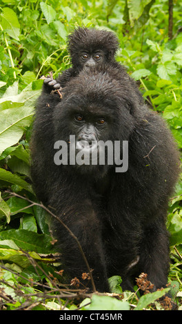 Afrika, Ruanda, Volcanoes National Park, Mountain Gorilla Gorilla Gorilla Beringei, Sabyinyo Gruppe Erwachsener mit Jugendlichen Stockfoto