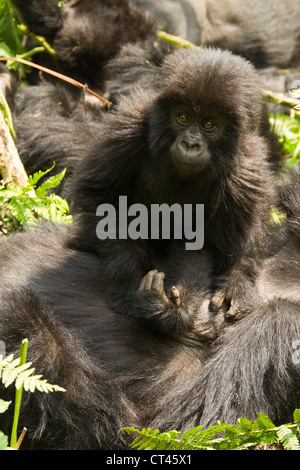 Afrika, Ruanda, Volcanoes National Park, Mountain Gorilla Gorilla Gorilla Beringei, Umubamo Gruppe, Baby, bedrohte Arten Stockfoto