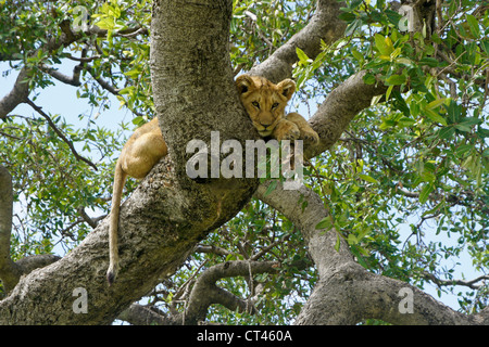 Löwenjunges (Moja) ruhen im Baum, Masai Mara, Kenia Stockfoto