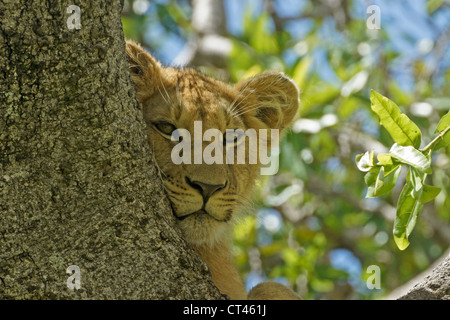 Löwenjunges (Moja) ruhen im Baum, Masai Mara, Kenia Stockfoto