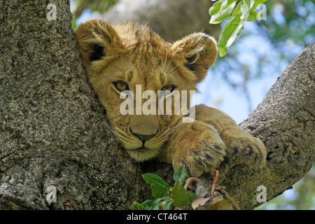 Löwenjunges (Moja) ruhen im Baum, Masai Mara, Kenia Stockfoto