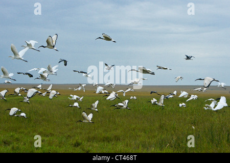 Vögel fliegen über Musiara Marsh, Masai Mara, Kenia Stockfoto
