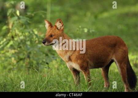 Wilder Hund seine Beute beobachten Stockfoto