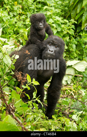 Afrika, Ruanda, Volcanoes National Park, Berggorilla. Sabyinyo Gruppe, gefährdete Arten, Mutter mit jungen Stockfoto