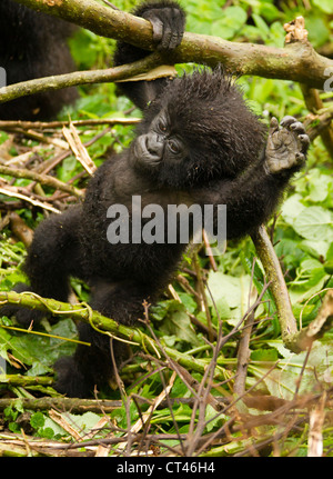 Afrika, Ruanda, Volcanoes National Park, Berggorilla. Sabyinyo Gruppe, Baby, Klettern und schwingen auf Bambus Stockfoto