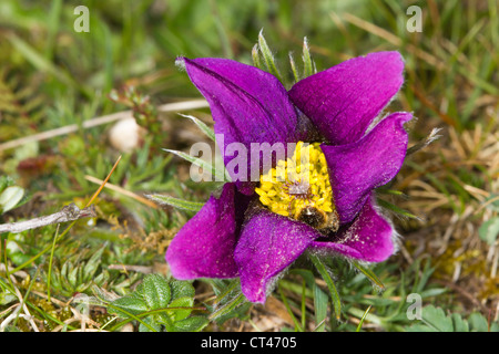 Küchenschelle (Pulsatilla Vulgaris) Stockfoto