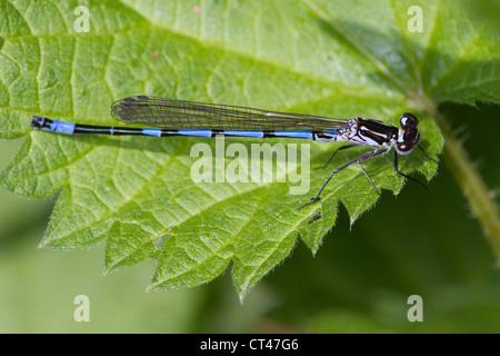 Variable Damselfly (Coenagrion Pulchellum) ruht auf einem Blatt Stockfoto