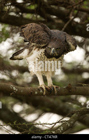 Afrika, Tansania, Serengeti Nationalpark, Gol Kopjes, Martial Adler, monotypisch Bellicosus, Erwachsene Adler im Baum. Stockfoto