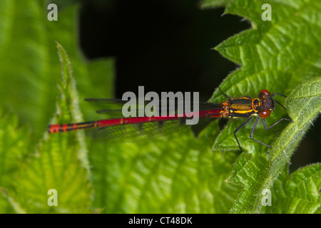 Große rote Damselfly (Pyrrhosoma Nymphula) ruht auf einem gemeinsamen Nesselblatt Stockfoto