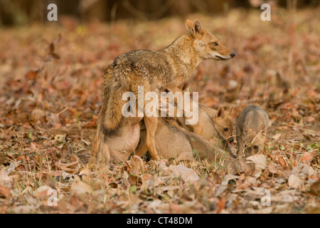 Asien, Indien, Pench Nationalpark, Madhya Pradesh, Schakal, Canis Aureus Indicus, Mutter Welpen, sechs Welpen, Pflege, Fütterung Stockfoto