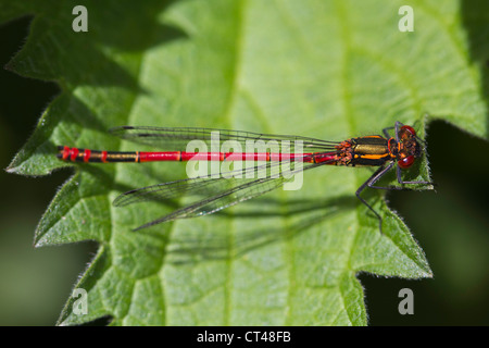 Große rote Damselfly (Pyrrhosoma Nymphula) ruht auf einem gemeinsamen Nesselblatt Stockfoto