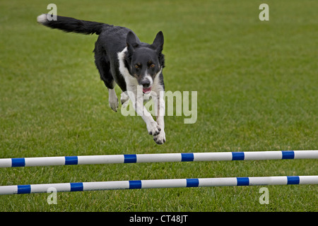 Ein Hütehund, geht über einen Sprung während der Agility-Veranstaltung eine AKC Hundeausstellung Stockfoto