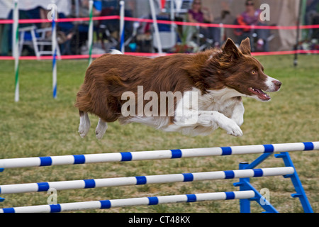 Ein Hütehund, geht über einen Sprung während der Agility-Veranstaltung eine AKC Hundeausstellung Stockfoto