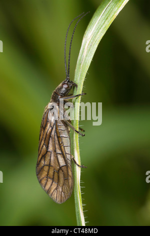 Alderfly (Sialis SP.) ruht auf einem Blatt phragmites Stockfoto