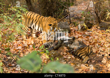 Asien, Indien, Bandhavgar Nationalpark, Madhya Pradesh, Bengal-Tiger oder Royal Bengal Tiger, ernähren sich von Toten Tiger Stockfoto