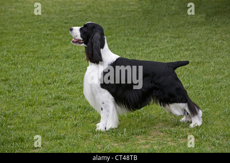 Einen schwarzen und weißen English Springer Spaniel Showdog 'Stack' Position eine AKC Hundeausstellung Stockfoto