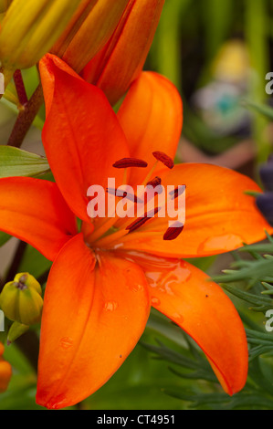 Lilly Garten Blume Amlwch Anglesey North Wales Uk. Stockfoto