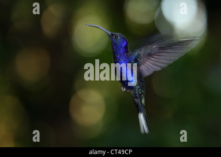 Violette Sabrewing Kolibri (Campylopterus Hemileucurus) in Monteverde, Costa Rica. Stockfoto