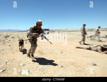 Cpl. Fidel Rodriguez, ein Militär Hundeführer mit 1. Strafverfolgung Bataillon, ich Marine Expeditionary Force, Züge nach Bewegung, um feindliche Kontakt mit seinem Hund, Aron, während Große Übung-1, Speer Schub 2012, 7. Juli. Javelin Schub wird jährlich eine groß angelegte Übung mit 1St Marine Expeditionary Brigade an Marine Corps Air Ground Combat Center Twentynine Palms, Calif., die aktive und Reserve Marinesoldaten und Matrosen können aus 38 verschiedenen Mitgliedstaaten zusammen als nahtlose Marine Air Ground Task Force zu trainieren. Stockfoto