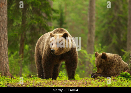 Braune Bären, Ursus Arctos, im Wald, Suomussalmi, Finnland Stockfoto