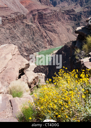 Blick vom Plateau Point des Colorado River fließt durch den Grand Canyon Stockfoto