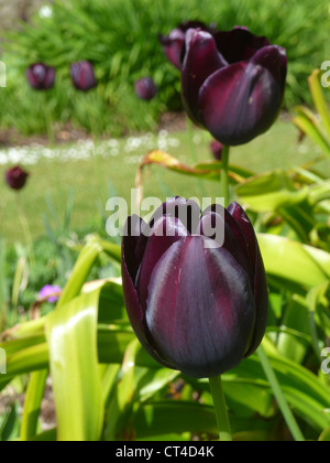 Schwarze Tulpe - Königin der Nacht Stockfoto