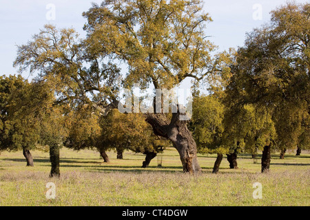 Eichen wachsen als Teil des Dehesa in Extremadoura, Zentralspanien Stockfoto