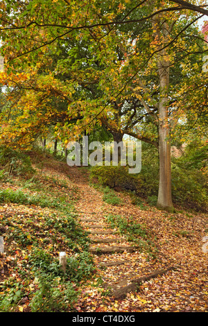 Herbst Weg, Winkworth, Surrey Stockfoto