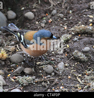 Männlichen Buchfinken (Fringilla Coelebs) im Sommer Gefieder Fütterung auf dem Boden, UK Stockfoto