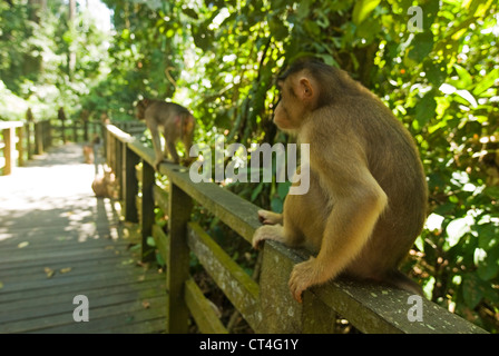 Malaysia, Borneo, Sepilok, südlichen Schwein-tailed Macaque (Macaca Nemestrina) Erwachsene Frau mit Baby im primären Regenwald Stockfoto