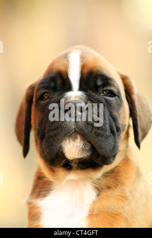 Ein Boxer-Hund-Welpe, portrait Stockfoto
