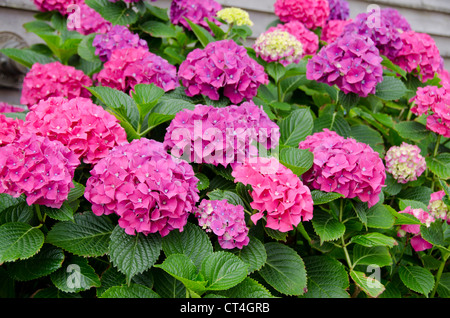 Rhode Island, Block Island. Hortensie Blumen in voller Blüte. Stockfoto