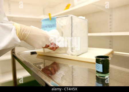 MOSQUITO ZUCHT IM LABOR Stockfoto