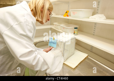 MOSQUITO ZUCHT IM LABOR Stockfoto