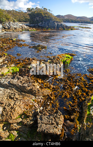 Bramble Bucht am Hafen von Bathurst in Tasmaniens Southwest-Nationalpark Stockfoto