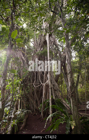 South Pacific, Vanuatu, Port Vili, Ekasup Dorf. Schuss von Banyan Tree. Stockfoto