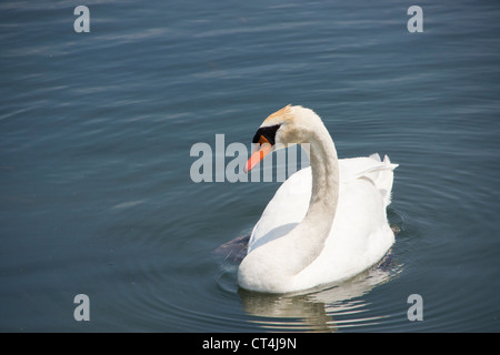 Ein Höckerschwan gleitet auf einem geriffelten Teich in der Nähe von Muskegon, Michigan, USA. Stockfoto